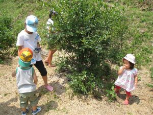山口県の夏の味覚&果物狩り!ブルーベリー狩り・とうもろこし狩りなど