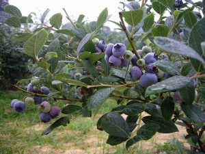 四国（徳島・愛媛の）夏の味覚&果物狩り！ブルーベリー狩り・桃狩りなど