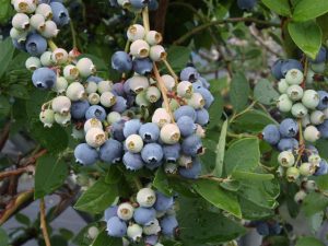 福岡県の夏の味覚&果物狩り！ブルーベリー狩り・桃狩り・トマト狩りなど