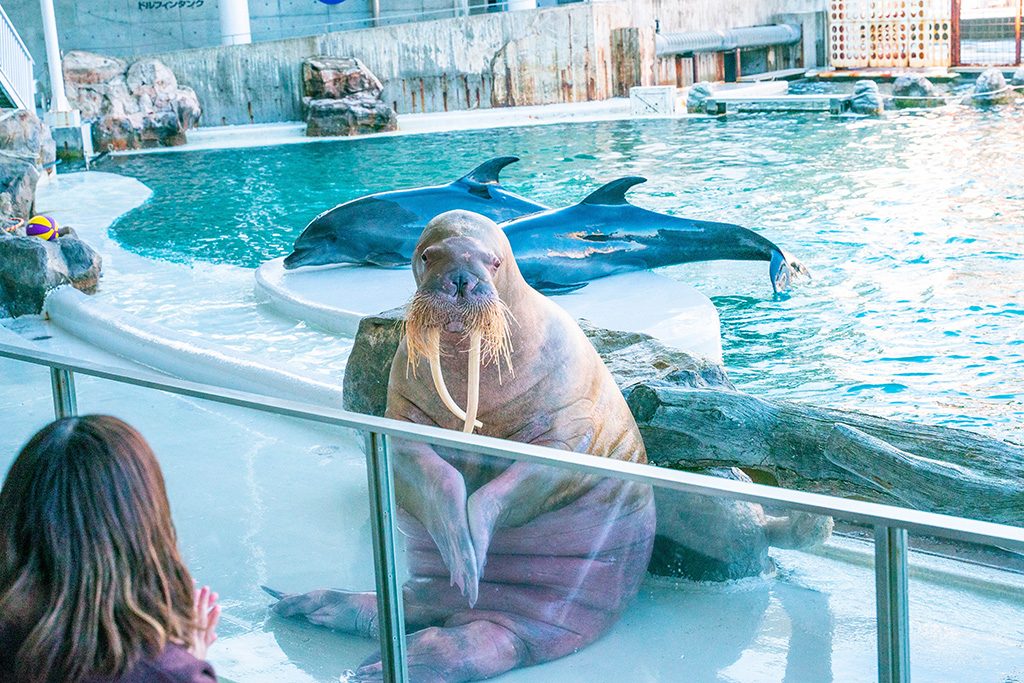 セイウチとバンドウイルカ/城崎マリンワールド（兵庫県/豊岡市）