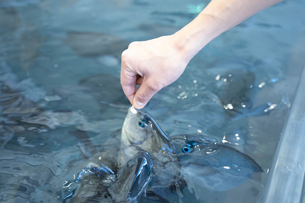 さかなのランチタイムの様子/城崎マリンワールド（兵庫県/豊岡市）