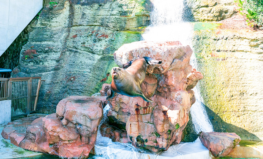 トドのダイビングの様子/城崎マリンワールド（兵庫県/豊岡市）
