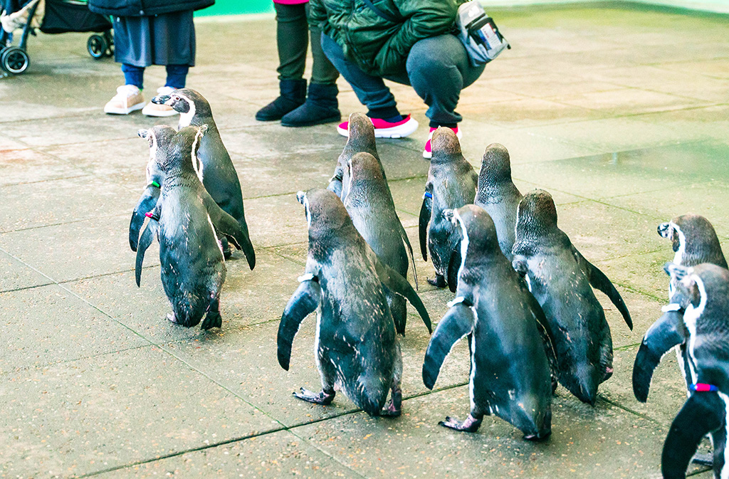 ペンギンの散歩の様子/城崎マリンワールド（兵庫県/豊岡市）