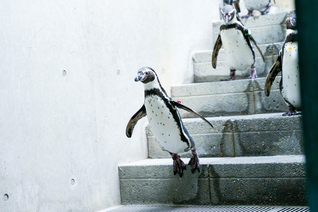 ペンギンの散歩の様子/城崎マリンワールド（兵庫県/豊岡市）