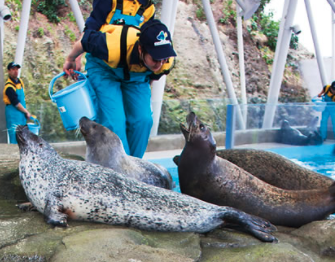 アザラシのロッククライミング/城崎マリンワールド（兵庫県/豊岡市）