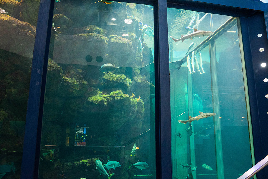 深さが日本一の水槽/城崎マリンワールド（兵庫県/豊岡市）