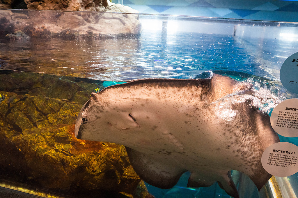 水面近くにきたエイ/城崎マリンワールド（兵庫県/豊岡市）