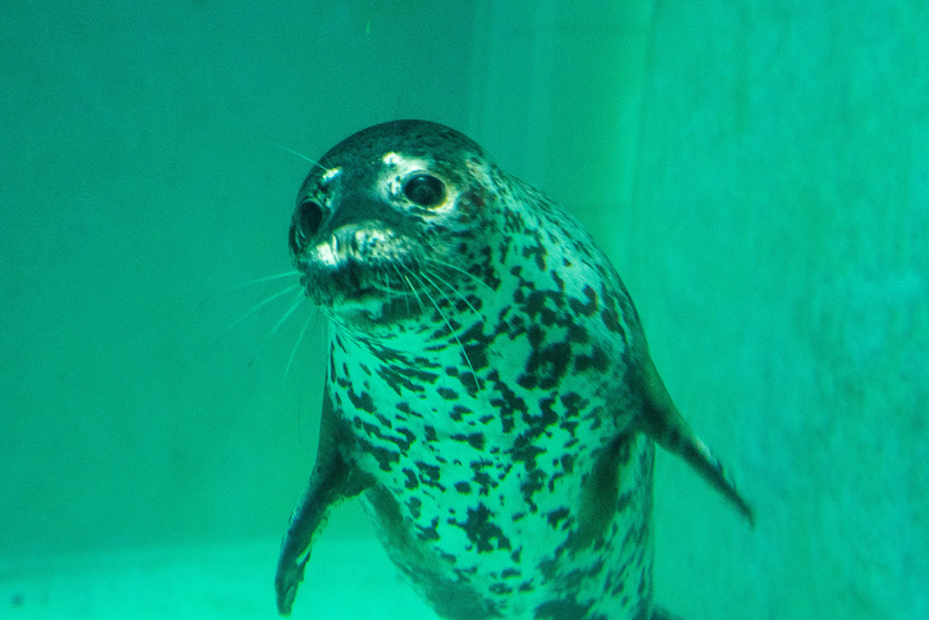 ゴマフアザラシのずんだくん/城崎マリンワールド（兵庫県/豊岡市）