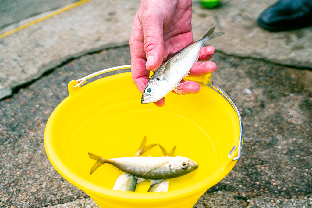 人気のアジ釣り体験！/城崎マリンワールド（兵庫県/豊岡市）