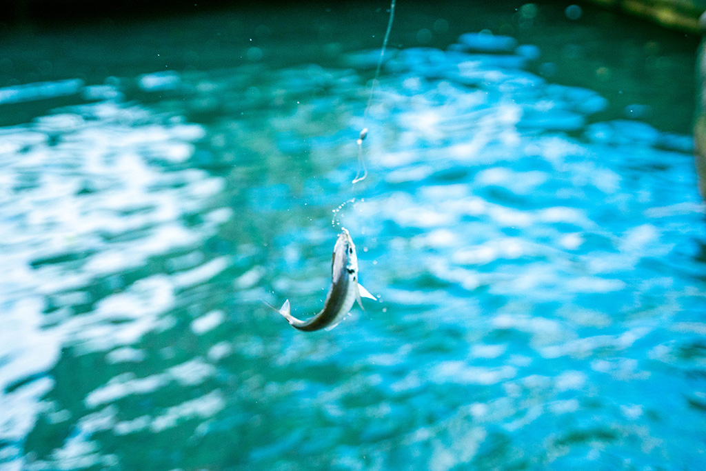アジが釣れた様子/城崎マリンワールド（兵庫県/豊岡市）
