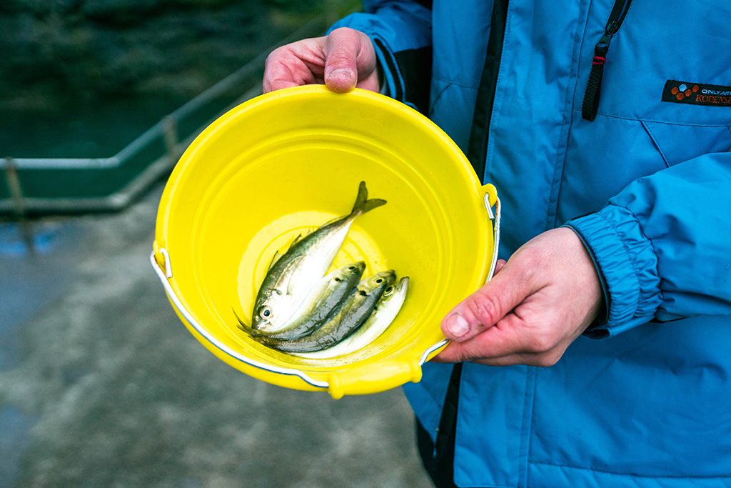 4匹のアジ/城崎マリンワールド（兵庫県/豊岡市）
