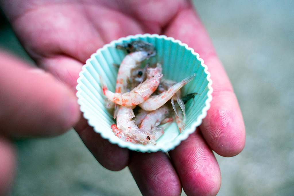 アジ釣りのエサ/城崎マリンワールド（兵庫県/豊岡市）