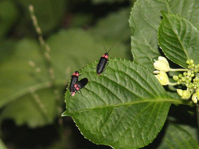 箱根湯本 ほたる公園