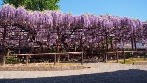 子どもと行きたい関東甲信越の花の絶景スポット。樹齢1200年の藤棚など必見！
