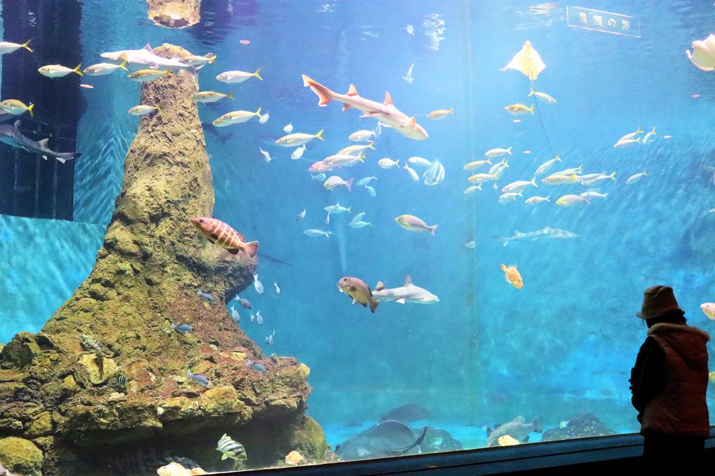 和歌山県立自然博物館は、水族館ゾーンやモササウルス、恐竜の化石など見どころ満載