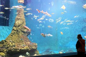 和歌山県立自然博物館は、水族館ゾーンやモササウルス、恐竜の化石など見どころ満載