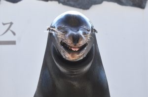 鴨川シーワールド1日満喫プラン！シャチ、アシカ、イルカ…スタッフに聞く楽しみ方