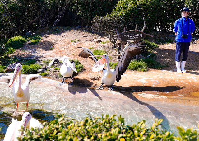 飼育員の投げたエサをキャッチするペリカンたち／鴨川シーワールド（千葉県/鴨川市）