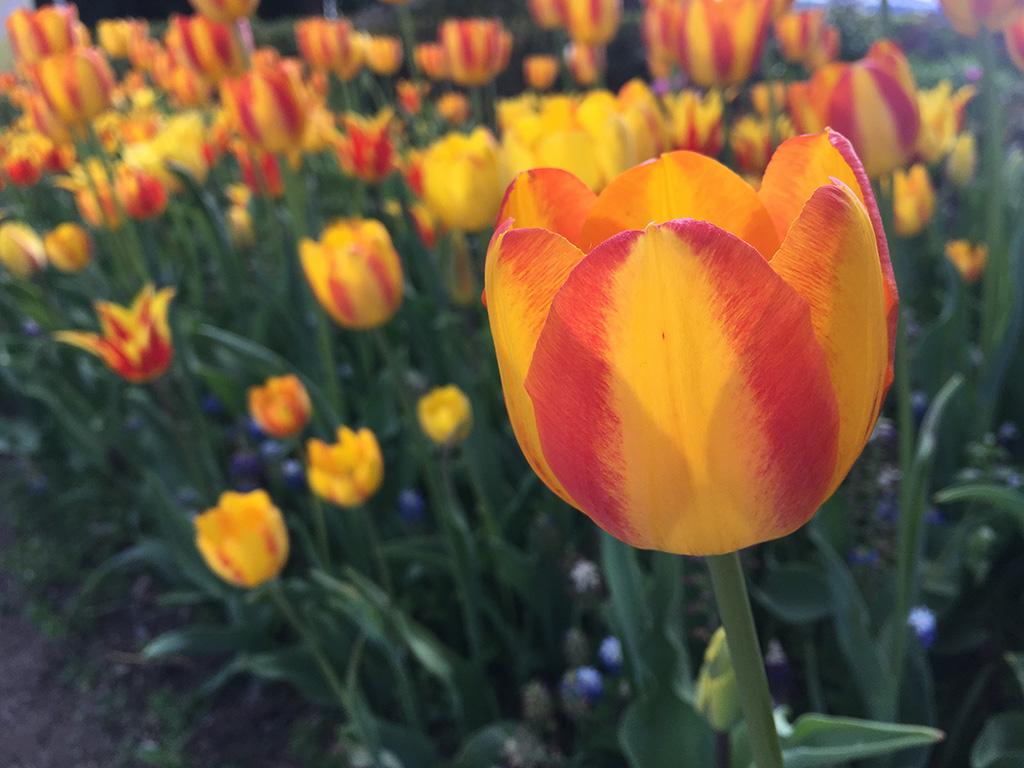 チューリップ/富山移住生活