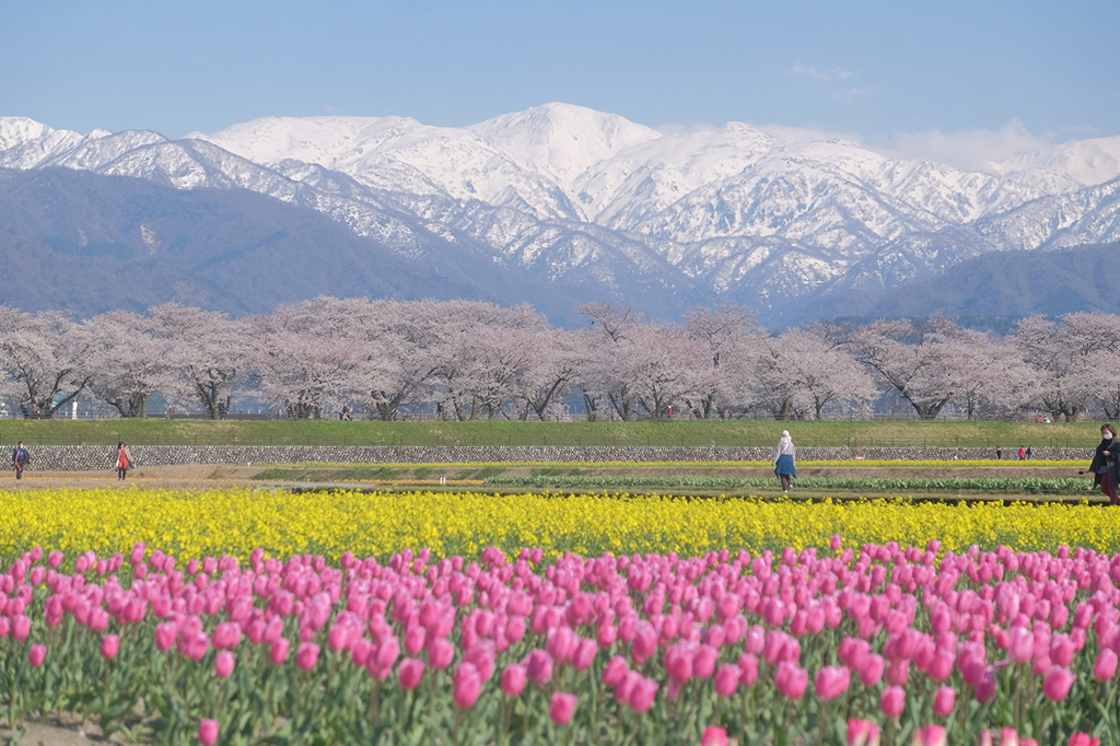 あさひ舟川「春の四重奏」(富山県/朝日町)