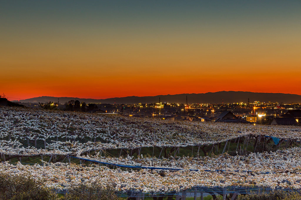 呉羽丘陵の梨の花畑(富山県/富山市)