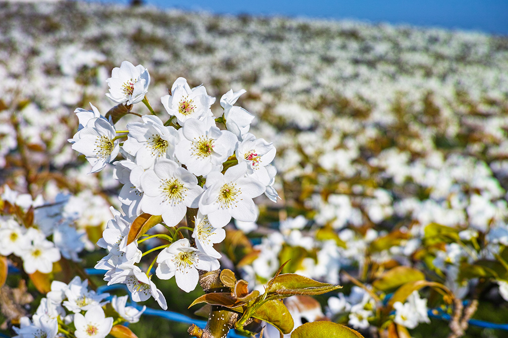 呉羽丘陵の梨の花畑(富山県/富山市)