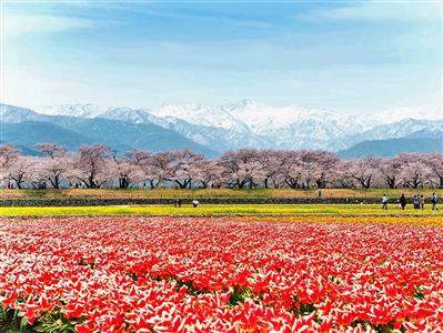 あさひ舟川「春の四重奏」(富山県/朝日町)