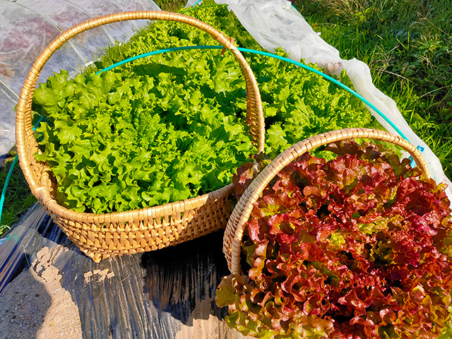 土の農園で育った新鮮なレタス/道の駅 四季の郷公園 FOOD HUNTER PARK(和歌山県/和歌山市)