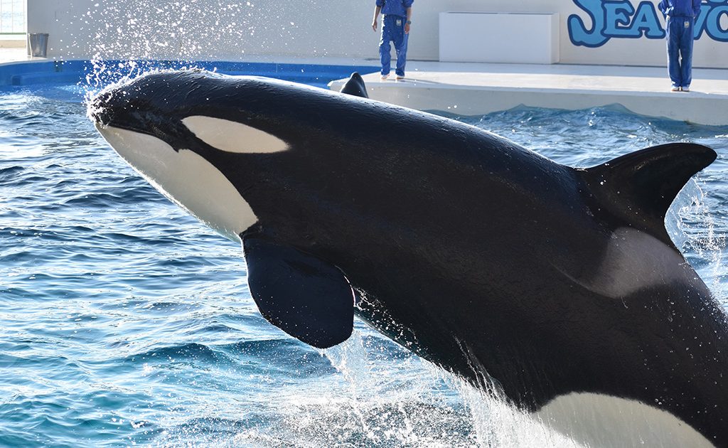 シャチがいる日本の水族館は3つ！生態や寿命は？なぜ白黒模様？アイ