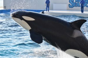シャチがいる日本の水族館は3つ！生態や寿命は？なぜ白黒模様？アイパッチって？
