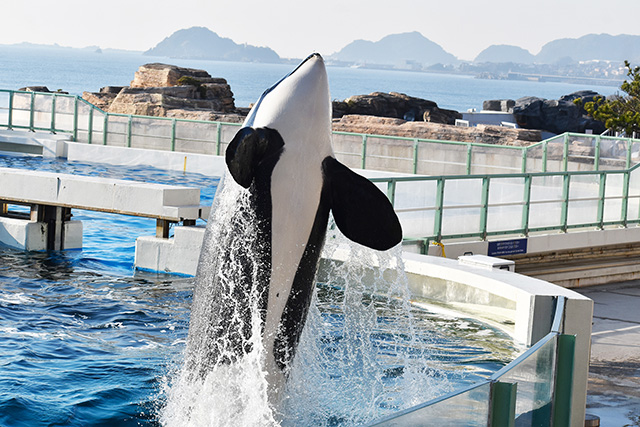 シャチパフォーマンスの様子/鴨川シーワールド(千葉県/鴨川市)