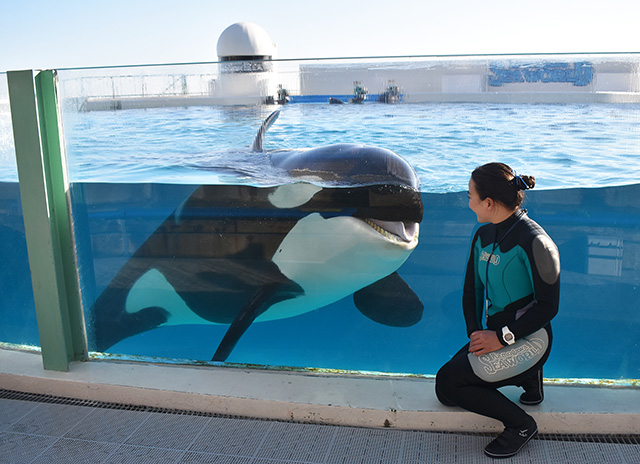 トレーナーの小松さんとシャチ/鴨川シーワールド(千葉県/鴨川市)