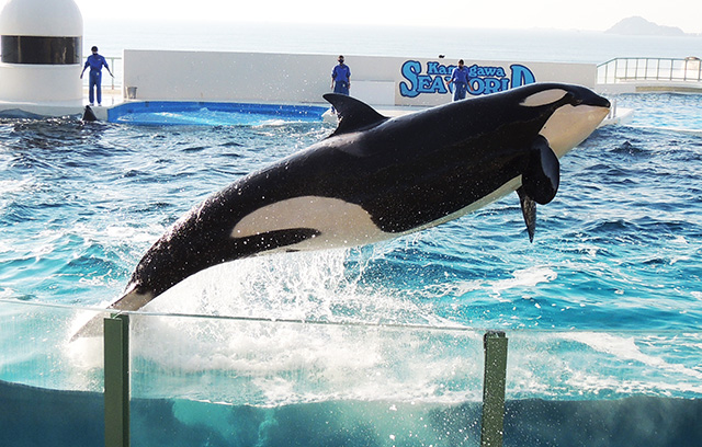 シャチパフォーマンスの様子/鴨川シーワールド(千葉県/鴨川市)