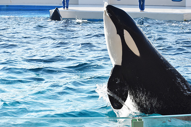 シャチのアイパッチ/鴨川シーワールド(千葉県/鴨川市)