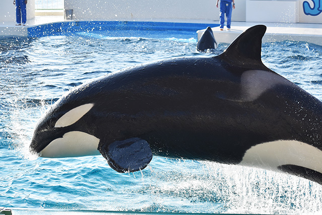 背ビレがカマ形のメスのシャチ/鴨川シーワールド(千葉県/鴨川市)