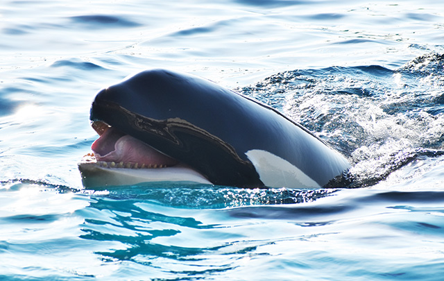 シャチの歯/鴨川シーワールド(千葉県/鴨川市)