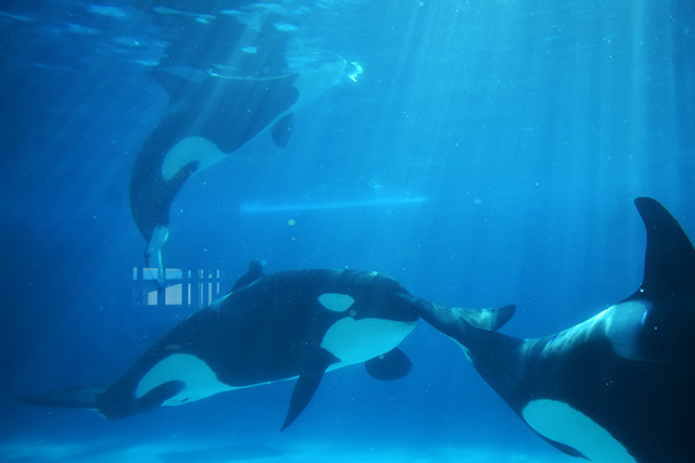 鴨川シーワールドのシャチ(千葉県/鴨川市)