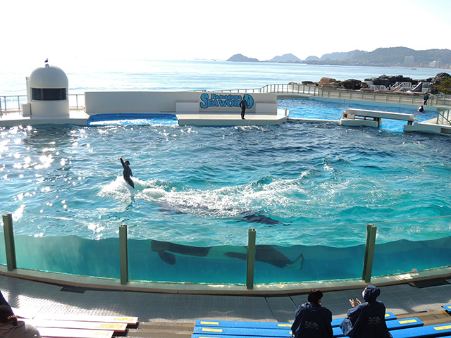 シャチパフォーマンスの様子/鴨川シーワールド(千葉県/鴨川市)
