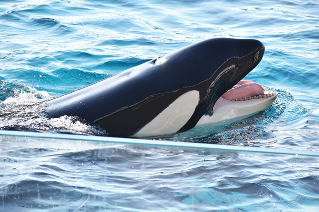 鴨川シーワールドのシャチ(千葉県/鴨川市)