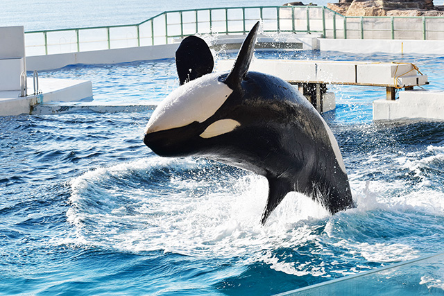 シャチの“ラビー”のパフォーマンス/鴨川シーワールド(千葉県/鴨川市)