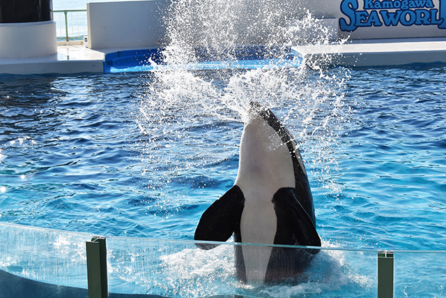 シャチが口から大量の水しぶきを吹きかける様子/鴨川シーワールド(千葉県/鴨川市)