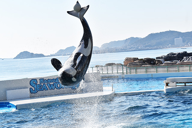 シャチのルーピングキックの様子/鴨川シーワールド(千葉県/鴨川市)