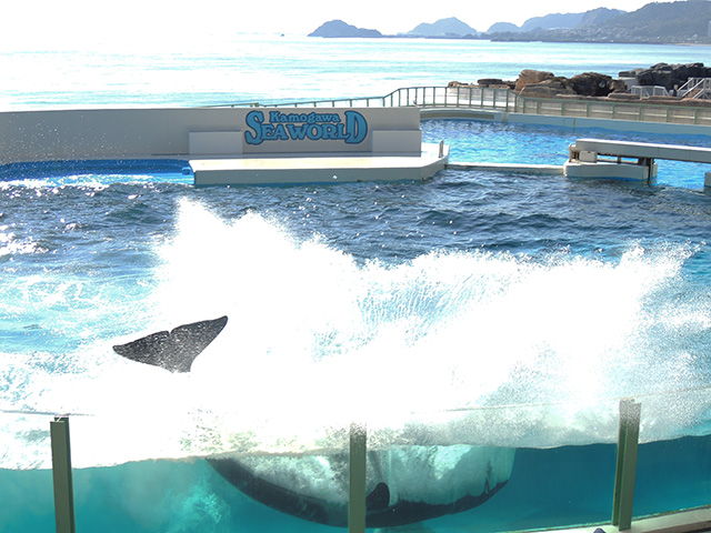 ジャンプ&着水であがる水しぶき/鴨川シーワールド(千葉県/鴨川市)