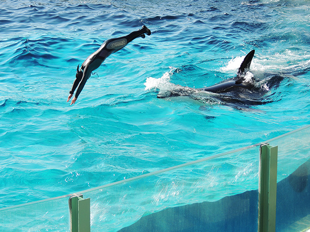 泳いでいるシャチの背中から飛び込み/鴨川シーワールド(千葉県/鴨川市)