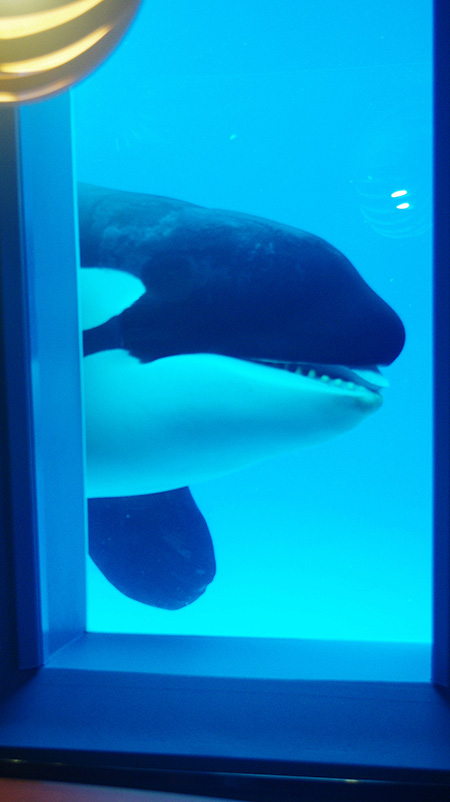 レストラン オーシャンから見えるシャチ/鴨川シーワールド(千葉県/鴨川市)