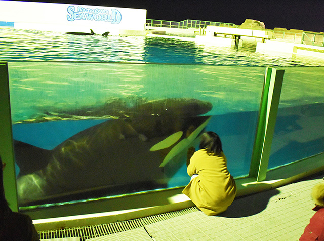 夜のシャチ/鴨川シーワールド(千葉県/鴨川市)