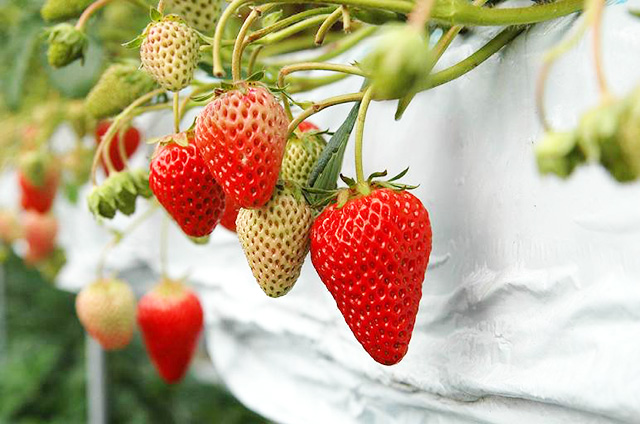 いちご狩り体験/ウェルネスパーク五色(兵庫県/洲本市)