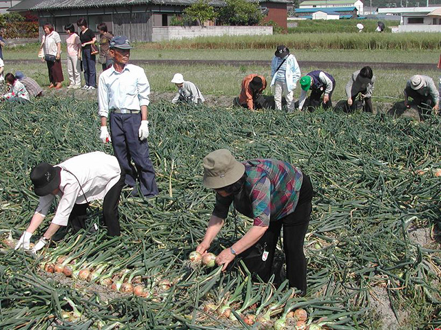 タマネギ収穫体験/ウェルネスパーク五色(兵庫県/洲本市)
