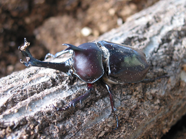 がぶとむしの島/ウェルネスパーク五色(兵庫県/洲本市)