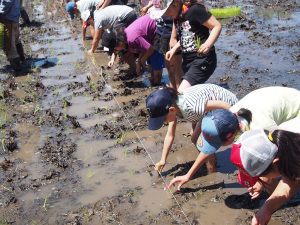 関東で子どもと田植え体験・米作り体験ができるスポット!イベントなど催しも充実